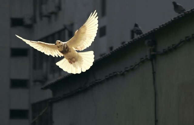 Erstmals wurden Tauben freigelassen
