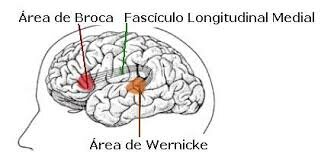 Paul Broca (1824-1880) y Carl Wernicke (1848-1904).