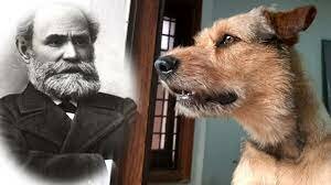 Iván Pavlov (1849-1936). Concepto de analizado