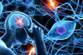 Nacen las primeras sociedades neurocientíficas "a partir de los años 60