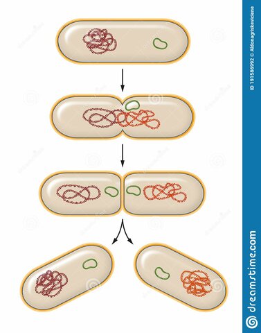 Reproducción de las bacterias.