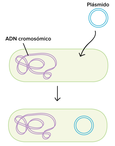 Factor transformador