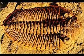 Fósiles del Paleozoico