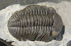Trilobites