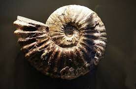 Ammonites
