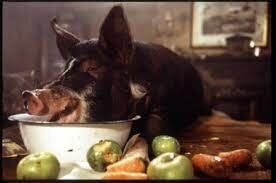 It was announced that all windfalls were to be given to the pigs