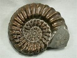 Fósiles del Mesozoico