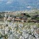 Valle del jerte el cerezo en flor 22 03 09 482 r2