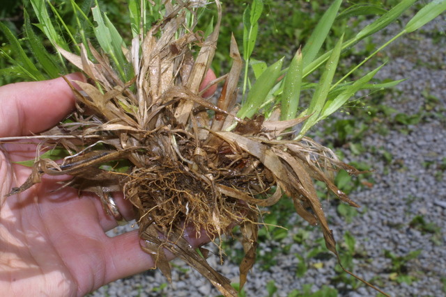 Rhizomatic Learning - Cormier