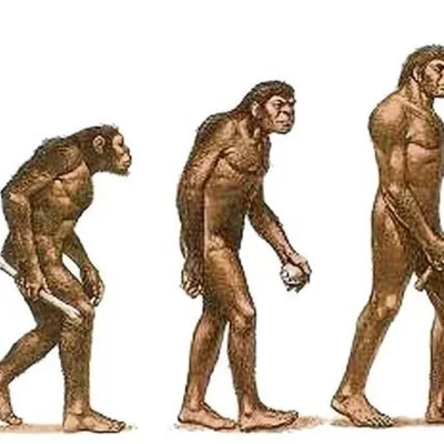 Timeline: Proceso de hominización miguel
