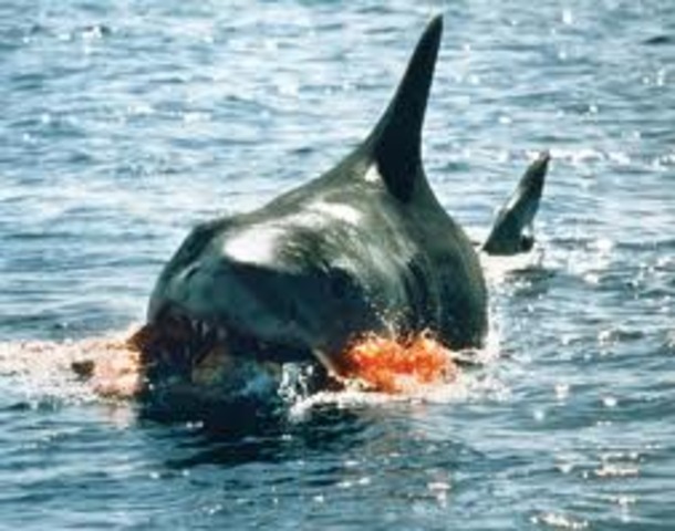 Jaws