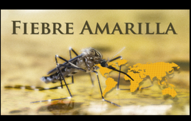 La fiebre amarilla