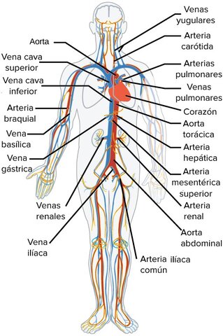 Comprensión circulación sanguínea