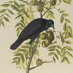 John James Audubon