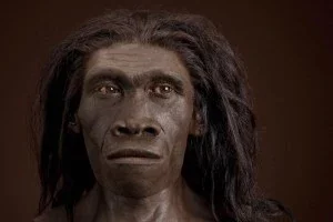 Homo erectus.