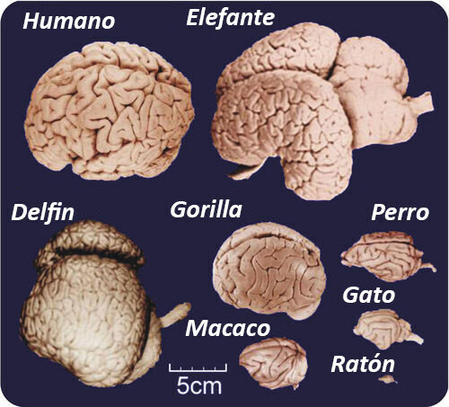 El estudio del cerebro en la escuela