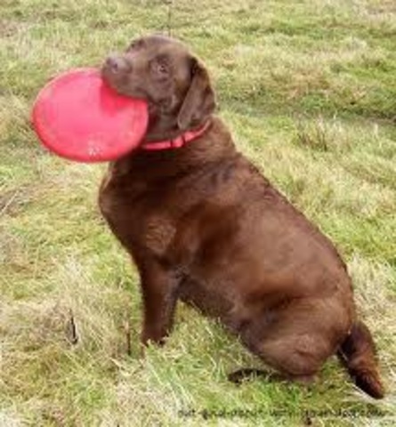 -2 la date de naissence de mon chien