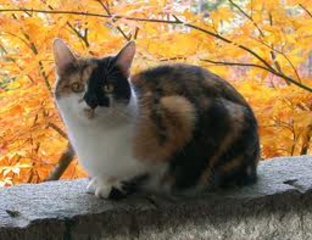 +5 Ma chatte Ollie est mort.