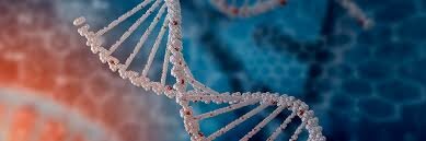 Estructura en doble hélice del ADN