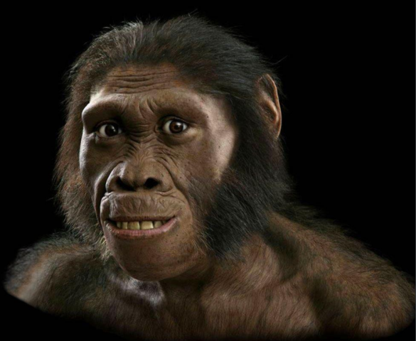 AUSTRALOPITHECUS