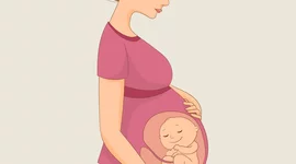 Timeline: Desarrollo Fetal del ser humano (mamíferos)