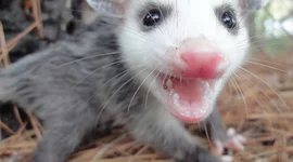 Timeline: CARLO MAGNO