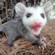 Opossum nucleare