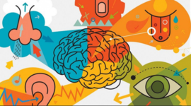 Timeline: Recorrido en el estudio de los procesos sensoperceptivos