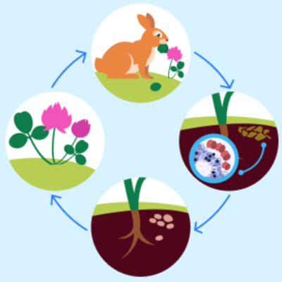 Timeline: Великий круговорот жизни