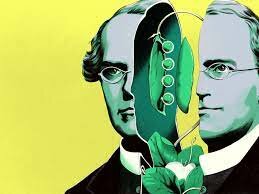 GREGORIO MENDEL Y SU TRABAJO DE  HIBRIDACIÓN EN PLANTAS