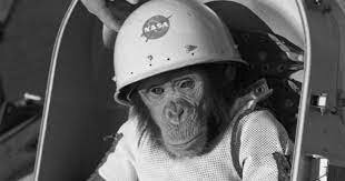 Ham the chimpanzee