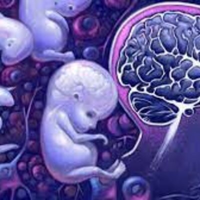 Timeline: Línea de tiempo neurodesarrollo