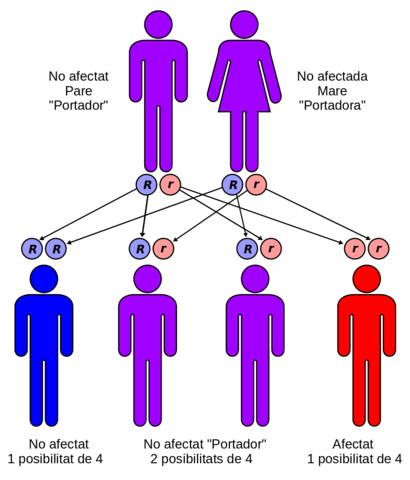 El gen com a unitat transcripcional