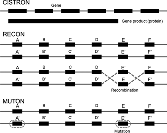 RECÓ, MUTÓ i CISTRÓ