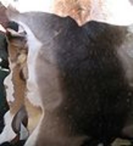 Cherokee traded with Europeans