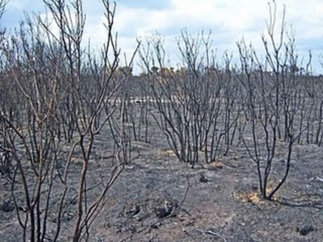 Stalin orders the 'scorched earth' strategy