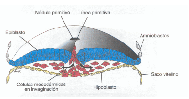 DISCO GERMINATIVO TRILAMINAR