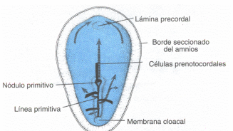 DISCO GERMINATIVO TRILAMINAR