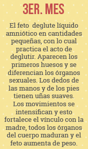 MES 3 (DESARROLLO FETAL)