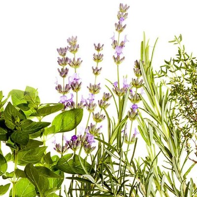 Timeline: Лекарственные растения как альтернатива фармацевтическим препаратам