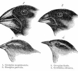 Darwin's Finches and Theory of Evolution