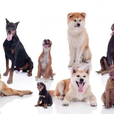 Timeline: Las 18 Razas de Perros más Antiguas del Mundo