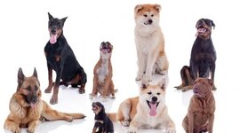 Timeline: Las 18 Razas de Perros más Antiguas del Mundo