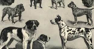 Razas Caninas Antiguas