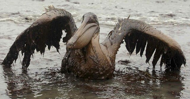 ¿Cómo se vieron afectadas las empresas?