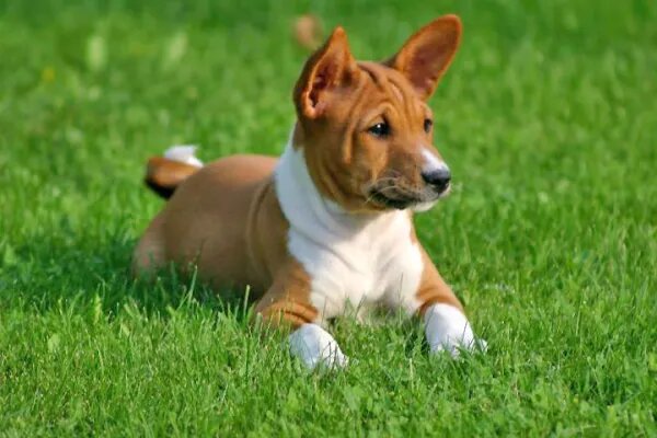 1. El Perro más Antiguo del Mundo: el Basenji