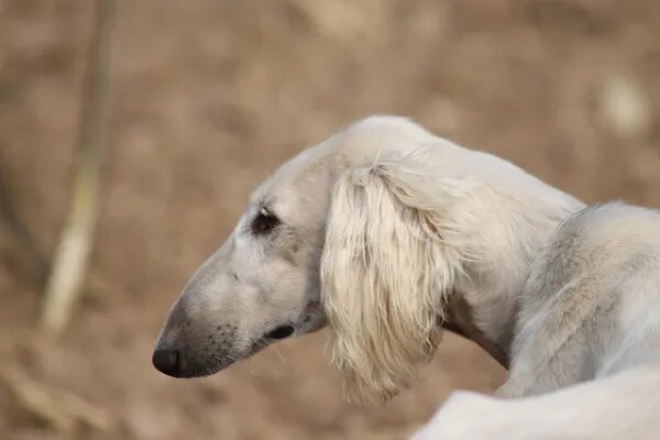 2. Shanxi Xigou o Perro Cazador Chino
