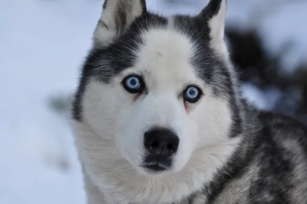 4. Husky Siberiano