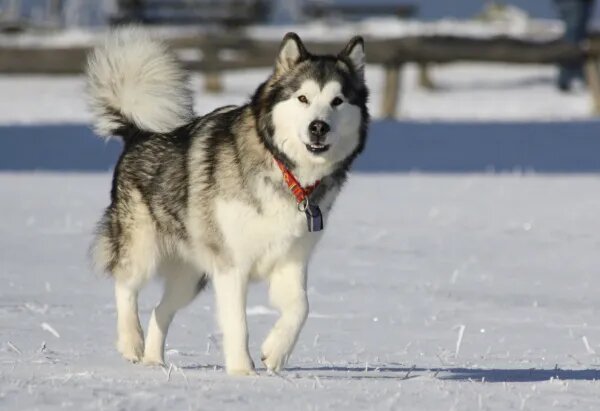 6. Malamute de Alaska
