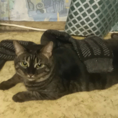 Timeline: курс 2022